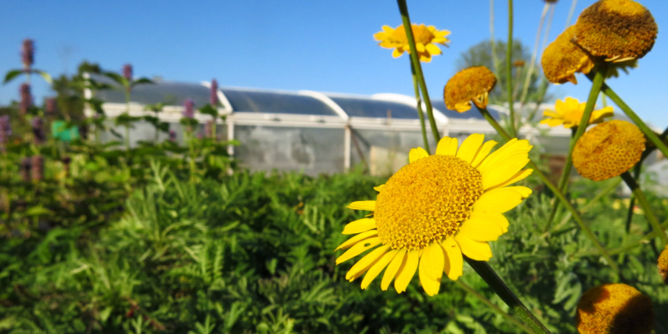 You are currently viewing Opération Plants de printemps