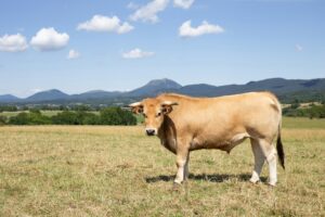 Lire la suite à propos de l’article Le boeuf de Mèze